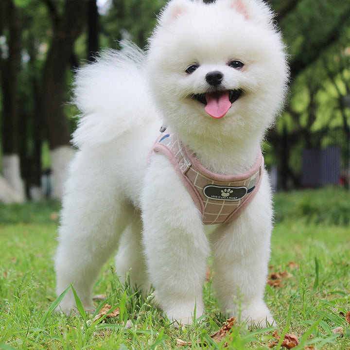 Breathable Dog Harness & Leash Set – Lightweight Comfort